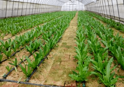 种植基地管理规范方案出炉，标准化操作助力农业生产提质增效