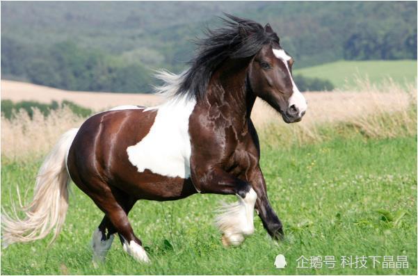 揭秘生肖马今年年龄真相，百度为你揭晓答案！