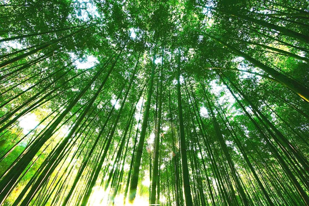 最新竹林自驾线路攻略，穿越竹海的极致驾驶之旅