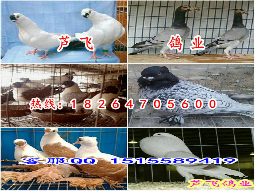 最新肉鸽养殖规划方案，高效养殖，财富新篇章