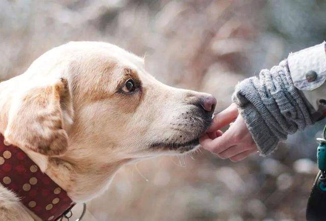 狗狗高效土霉素，守护宠物的健康守护者