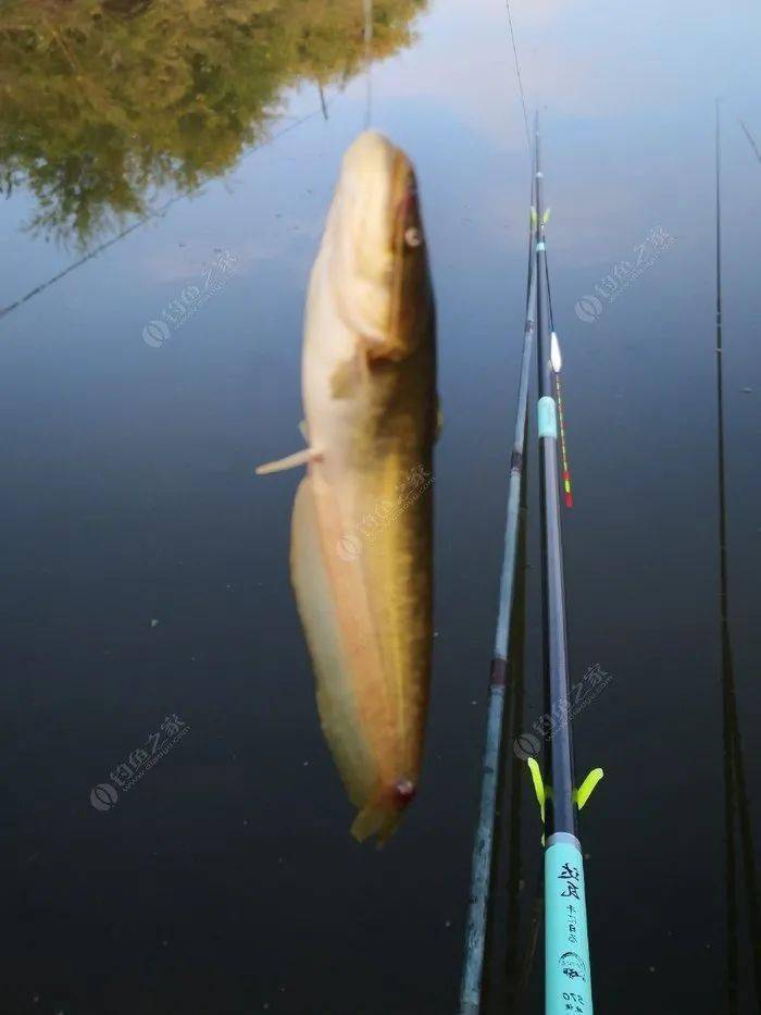 独家揭秘，垂钓中心攻略视频大全，轻松钓获梦想鱼种全指南！