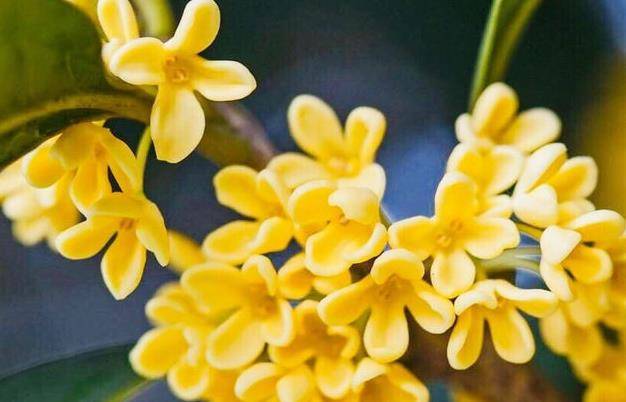 月经淋漓不止能否喝槐花？女性健康小常识解析