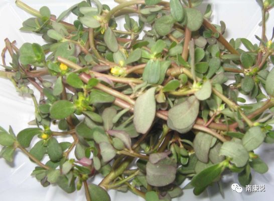 马齿笕，揭开神奇植物的奥秘（百度解析）