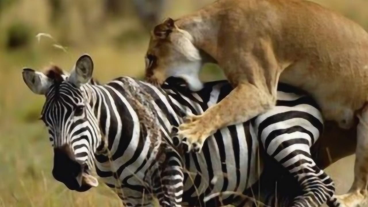 揭秘斑马笔不断水的秘密与独特优势