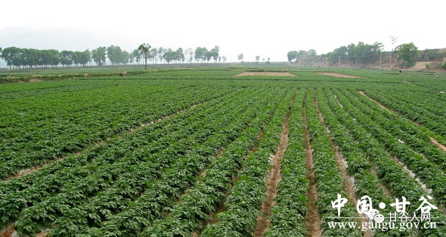 甘谷县大石高效农田，重塑农业生态，引领农业现代化之路