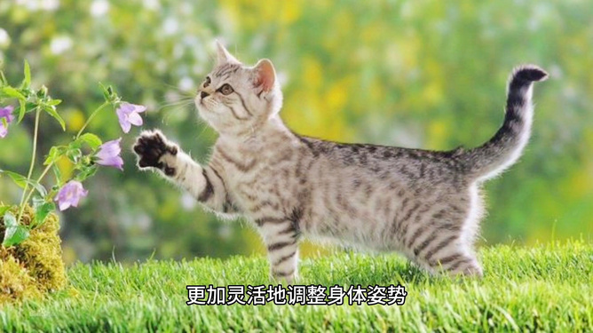 世界猫咪魅力排行榜TOP，探索猫咪的魅力与排名！