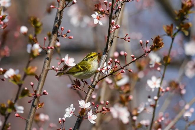 云屯鸟散 第3页