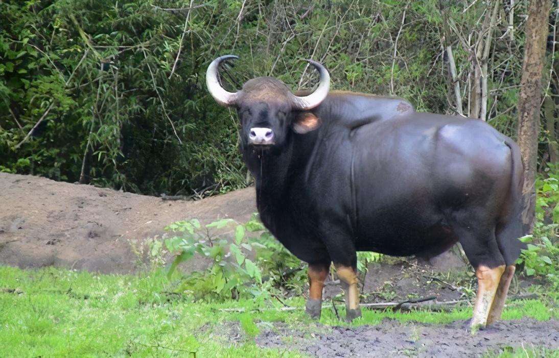 全球牦牛大比拼，探寻牦牛界的翘楚排名