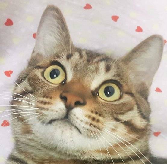 长沙猫领养指南与酒店攻略，最新攻略一网打尽！