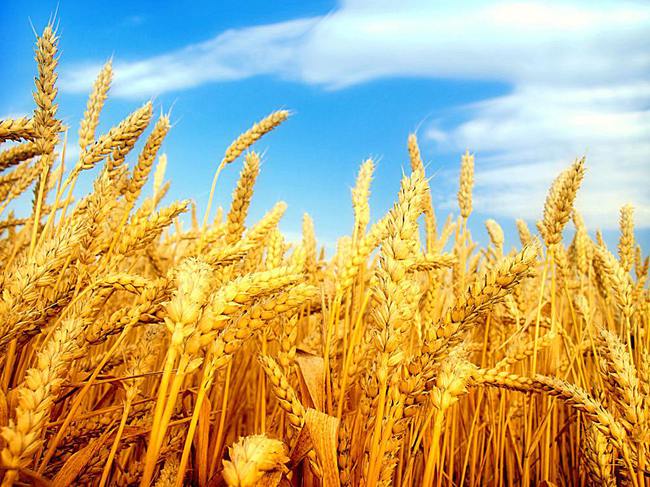 河南麦子发霉事件最新视频报道，真相揭秘与应对进展