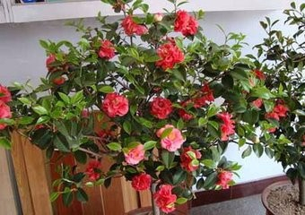 玫瑰花种植秘籍，百度经验教你如何养护花卉