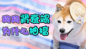 小黄狗频繁抽搐原因及应对预防指南