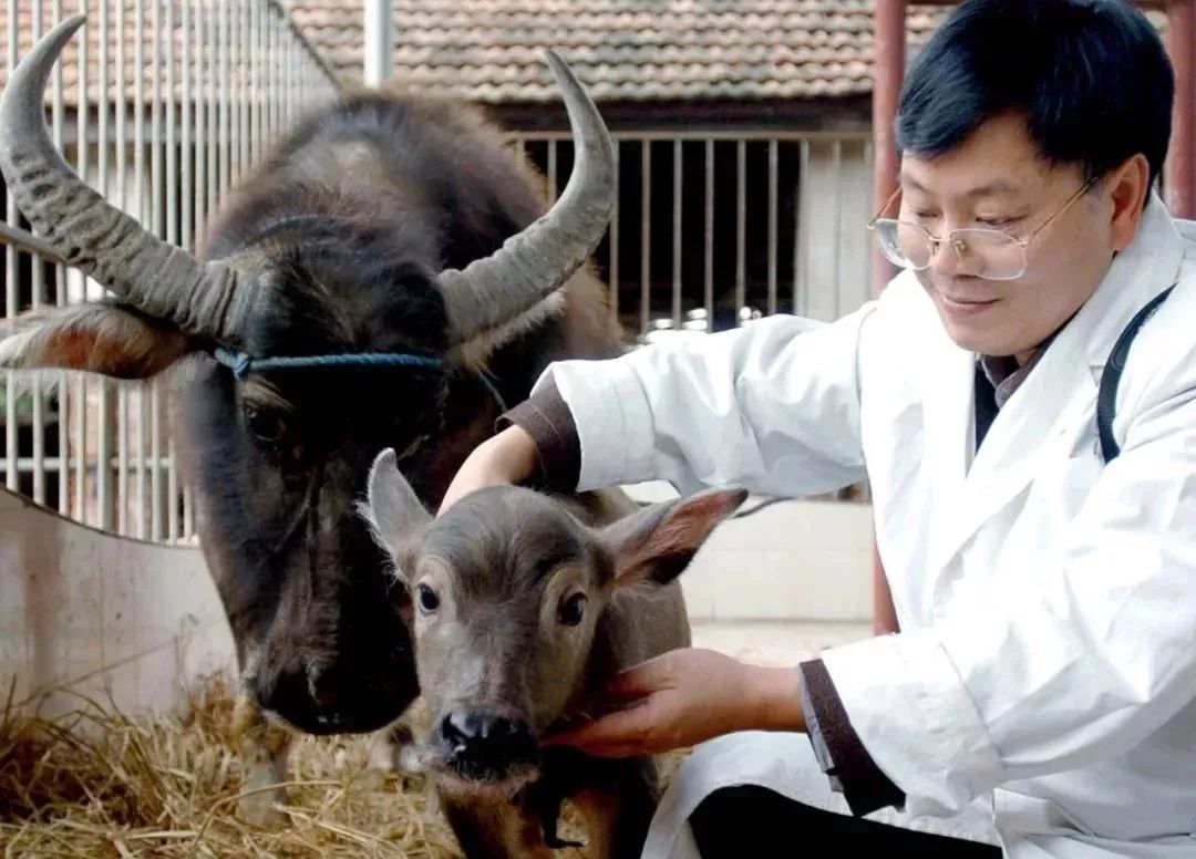 牧场突发意外状况，应急管理与动物福利的双重挑战