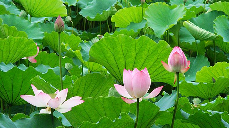 今日莲花价格行情大揭秘，最新报价一网打尽！