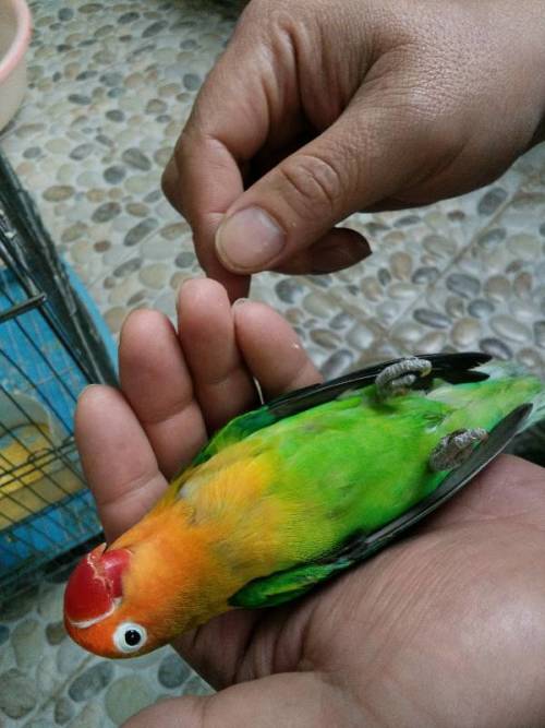 鹦鹉抽搐，原因解析、症状表现及应对方法