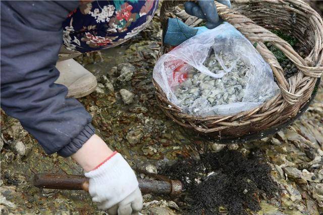 临高赶海攻略，最新抓蛏子技巧大揭秘