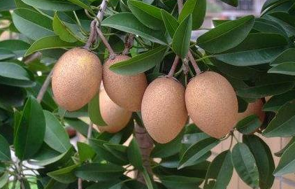 全国柚子排名TOP10,领略柚香四溢的果实盛宴