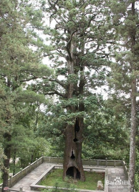 樟树旅游攻略大全，最新旅行指南，带你畅游樟树胜地！