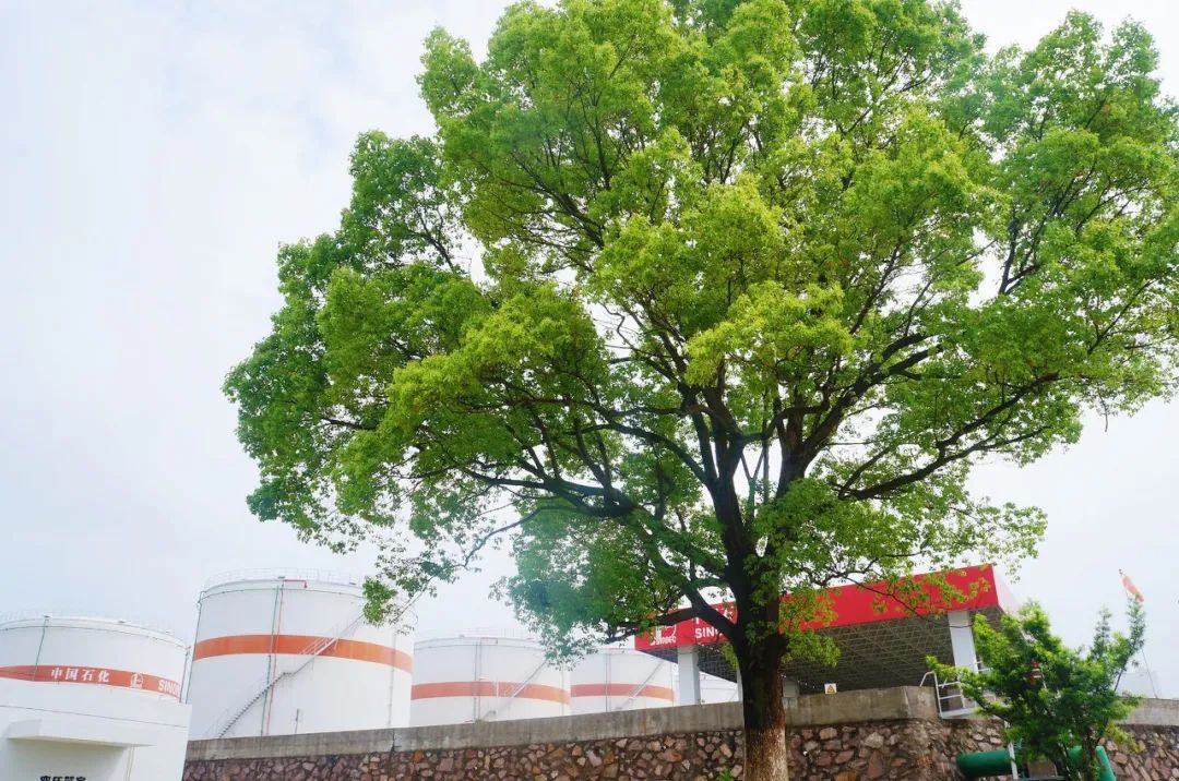 揭秘氧气生成在化学中的关键性与应用，氧气生成的重要性及其应用领域