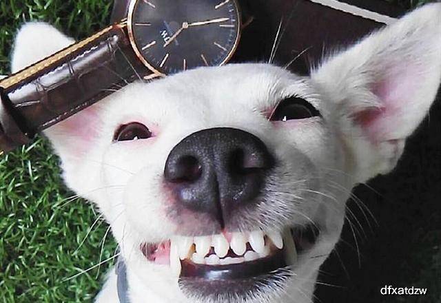 揭秘狗神秘惨叫现象，探寻背后真相！