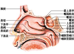 口腔鼻腔粘液困扰揭秘，成因解析与应对良方