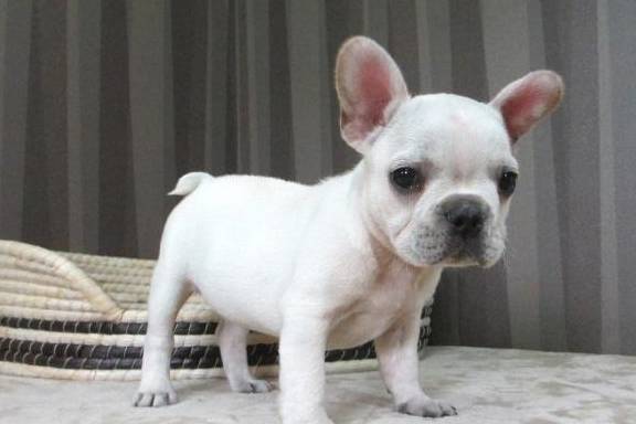 揭秘斗牛犬价格真相，究竟多少一只？百度为您深度解析！