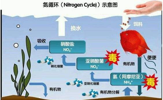 揭秘三氧宣传图，探寻三氧的奥秘与重要性