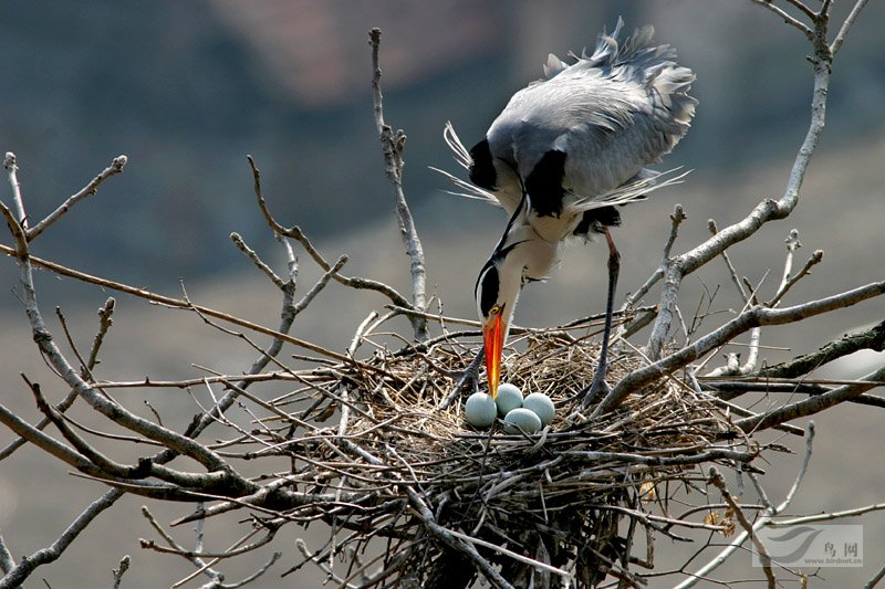 丹东创新驱鸟技术，实现鸟类与人类和谐共生